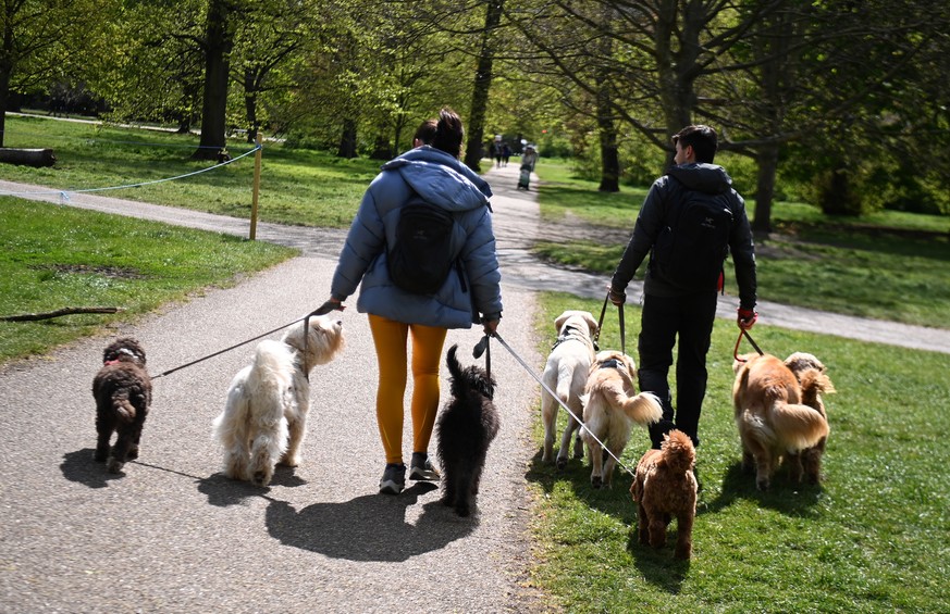 epa09167767 Dog walkers at a park in London, Britain, 29 April 2021. The demand for puppies and pets of all kinds has skyrocketed during the pandemic. First time buyers of pets have increased to allev ...