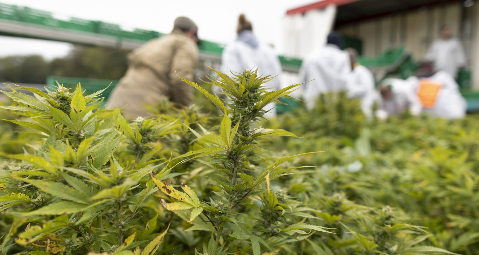 ZU MEDROPHARM STELLEN WIR IHNEN HEUTE FOLGENDES NEUES BILDMATERIAL VON DER CBD HANF ERNTE ZUR VERFUEGUNG --- Medropharm employees harvest CBD hemp plants in Kradolf-Schoenenberg, Canton of Thurgau, Sw ...