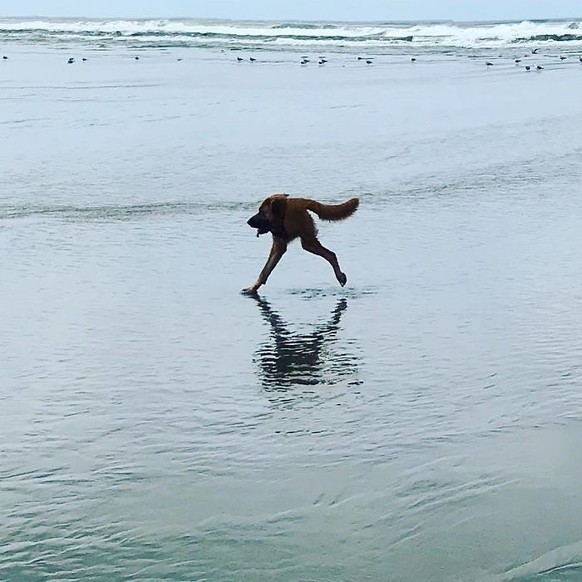 cute news tiere, die mit dem panorama modus fotografiert wurden

https://www.instagram.com/p/Cqi5nkcIkh2/?img_index=10
