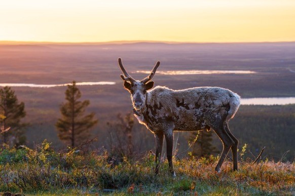 In Lappland sind die majestätischen Tiere frei unterwegs – und häufig zu sehen.