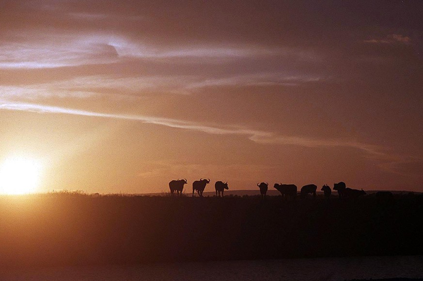 FILE - In this April 1, 2003 file photo a line of buffalo on a ridge next to a watering hole in Kruger National Park, South Africa. Buffalos are expected to suffer heavily if substantial rains don&#03 ...