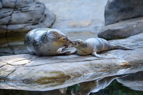 Seehund Nachwuchs Tierpark Bern