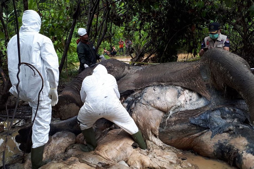 epa06406667 A handout photo made available by the Natural Resources Conservation Center shows veterinarians from the Natural Resources Conservation Center conducting an autopsy on a dead elephant carc ...