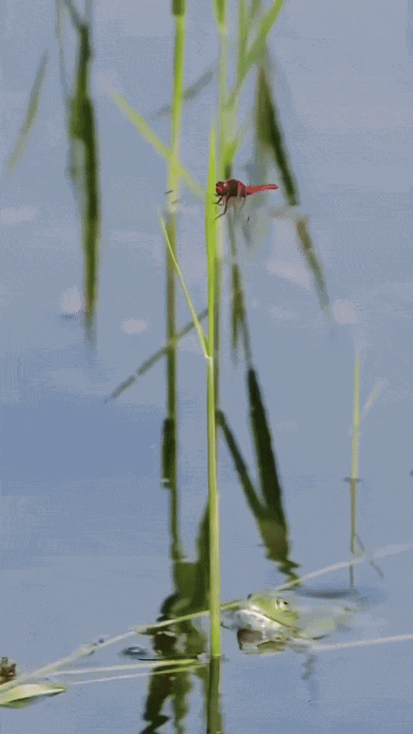 Animiertes GIF