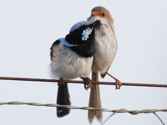 Superb Fairywren Malurus cyaneus adult male, preening female, perched on wire fence, South East Queensland, Australia, January