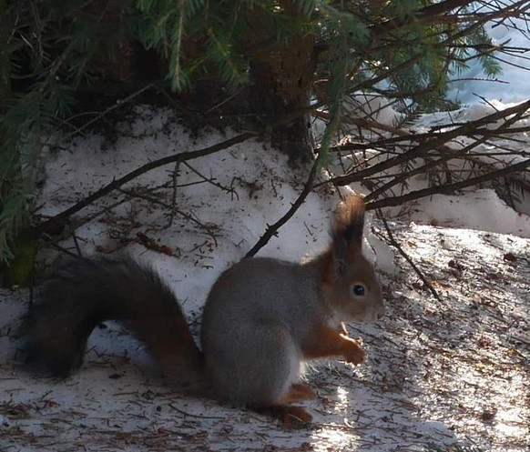 cute news animal tier eichhörnchen squirrel

https://www.reddit.com/r/squirrels/comments/t4sraz/contemplating_the_approaching_spring/