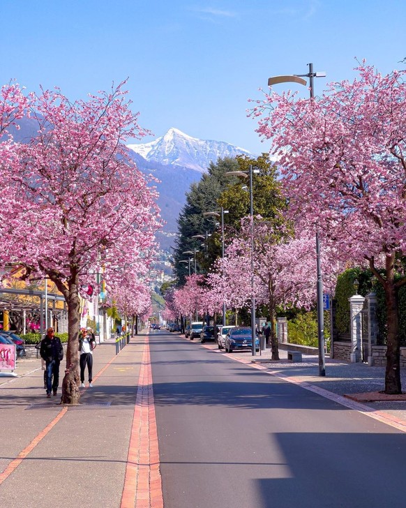 Rauszeit Kirschblüten in der Schweiz Ascona Viale Monte Verita