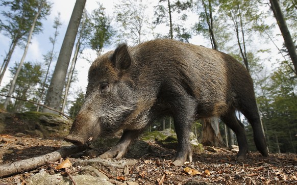 Wildschwein (Symbolbild): Im aargauischen Böttstein wurden vier der Tiere offenbar absichtlich überfahren.