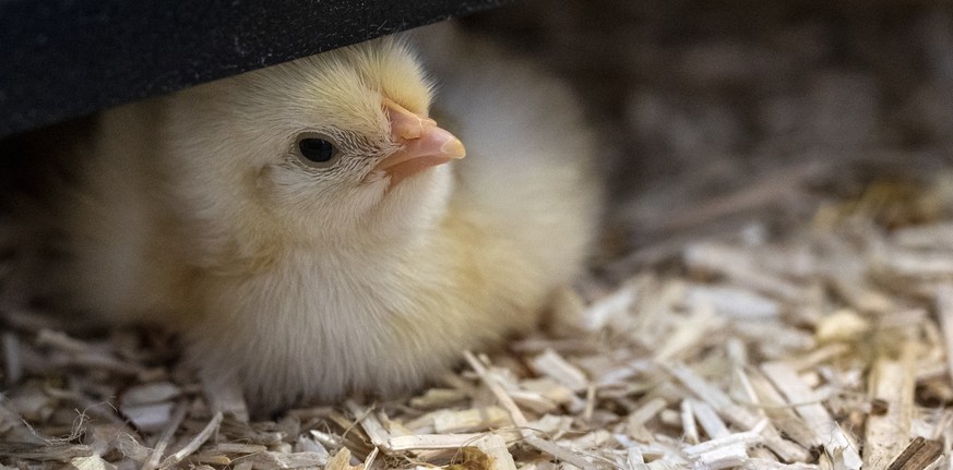 Osterkueken Ausstellung - die Ostertradition im Natur-Museum Luzern, fotografiert am Sonntag, 21. April 2019. (KEYSTONE/Alexandra Wey)

Little chicks lie in their nest at the Nature Museum in Lucern ...