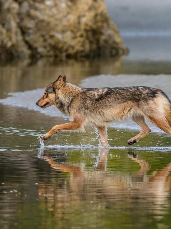 Vancouver Coastal Sea wolf

https://www.instagram.com/p/DWeohkZGbGk/?img_index=8