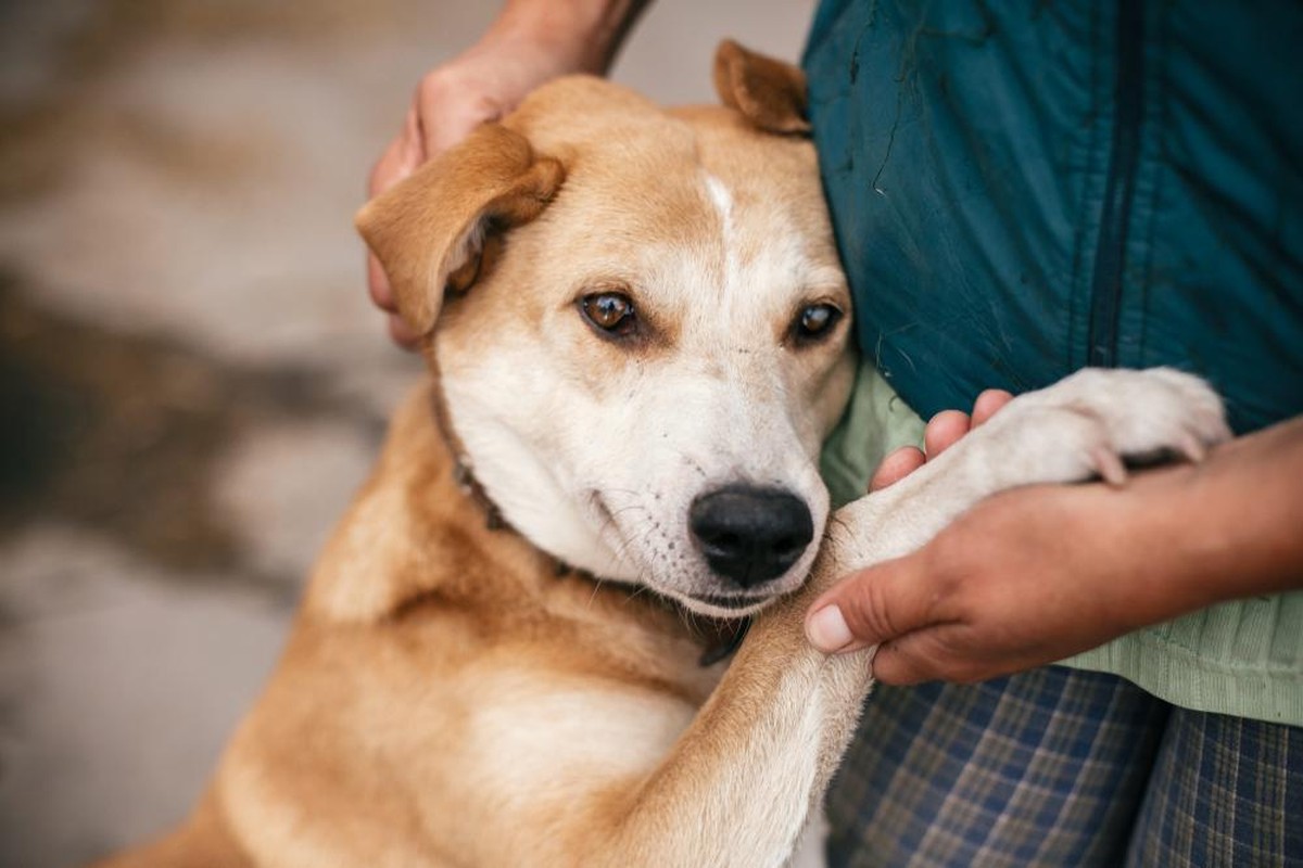 D'après un sondage réalisé par Itch, la moitié des propriétaires d'animaux endeuillés comparent la perte de leur animal à celle d'un membre de leur famille.