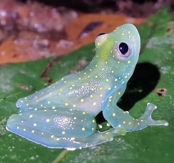 glasfrosch

https://ch.pinterest.com/pin/1121888957196677753/