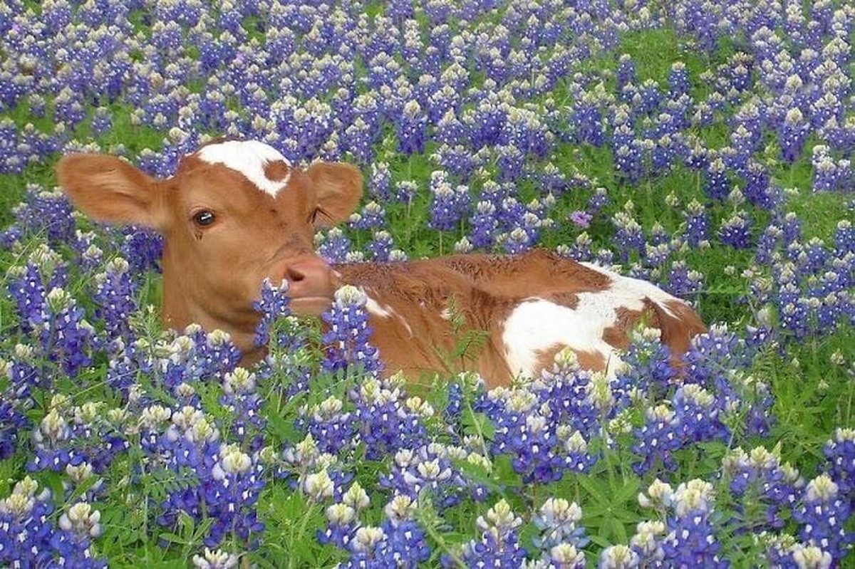 cute news animal tier kuh

https://www.facebook.com/theblessedimages/