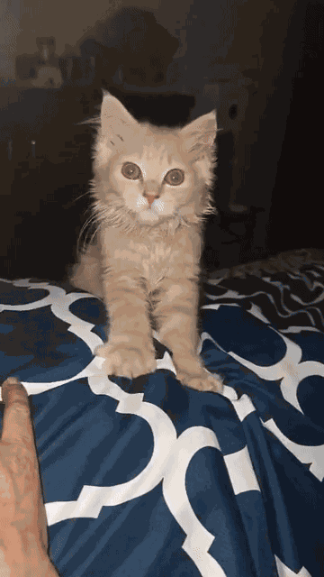 Animiertes GIF