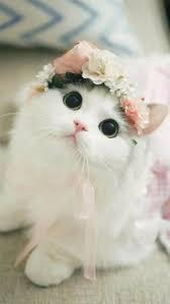 Sweet Cat