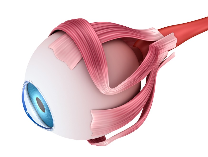 Augenmuskeln, Augenmuskulatur