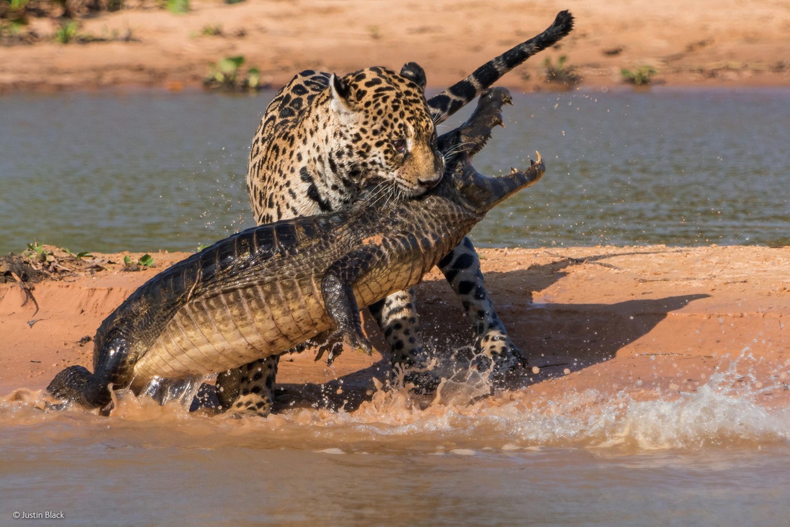 «Apex predators» («Spitzenprädator»)&nbsp;