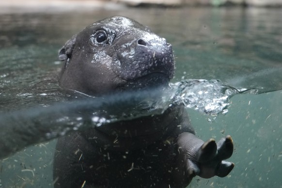 A pygmy hippopotamus cub named Toni dives through a pool for the first time for the public at the zoo in Berlin, Germany, Tuesday, Oct. 29, 2024. (AP Photo/Markus Schreiber)