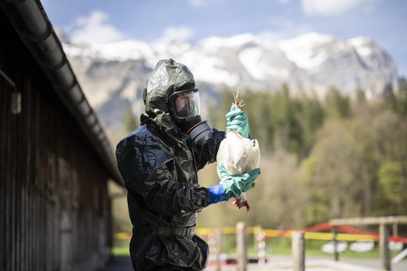 Ein Huhn wird aus einem Stall entnommen bei einer Uebung der Seuchenwehr des Zivilschutzes zur Vogelgrippe, am Donnerstag, 4. Mai 2023, in Glarus. Die im Rahmen der Uebung gekeulten Tiere stammen aus  ...