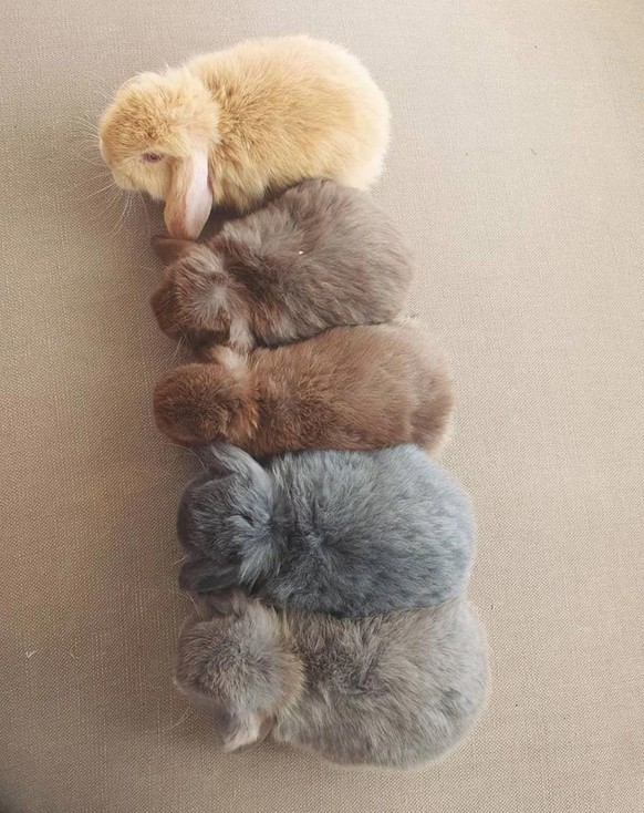 Kaninchen