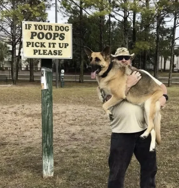 Cute News Schäferhund