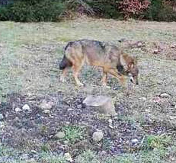 HANDOUT - Eine automatische Wildtierkamera der lokalen Jagdgesellschaft hat am Freitag, 12. Maerz 2021 auf einer Waldlichtung im Raum Baeretswil einen Wolf fotografiert. (BAUDIREKTION ZUERICH) *** NO  ...