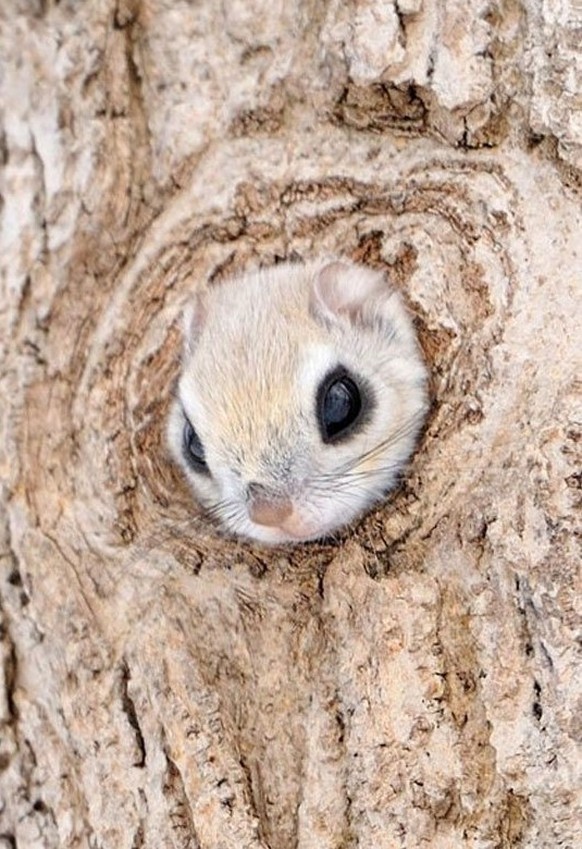 Japanisches Gleithörnchen