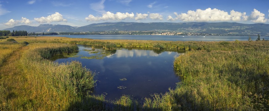 Grande Caricaie panorama wildlife park by day, Neuchatel lake, Switzerlandm Rauszeit Moorlandschaften