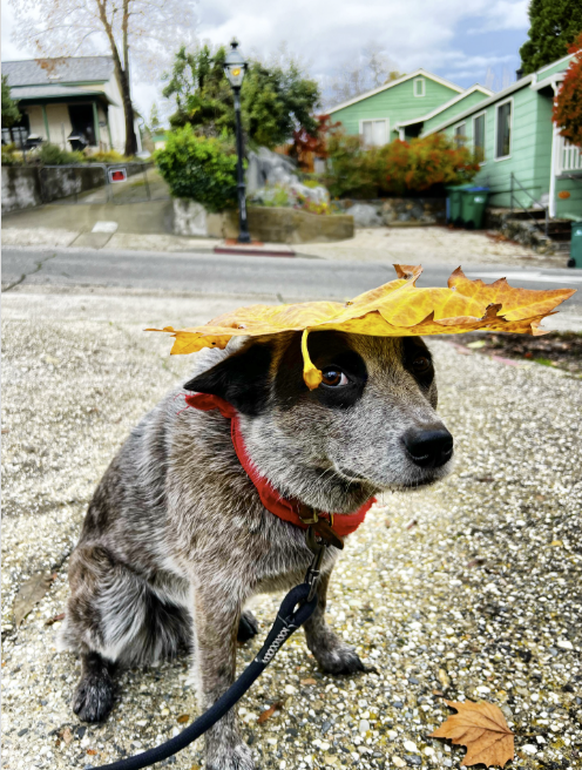 Die besten Tierbilder der Woche: Hund mit Blatt