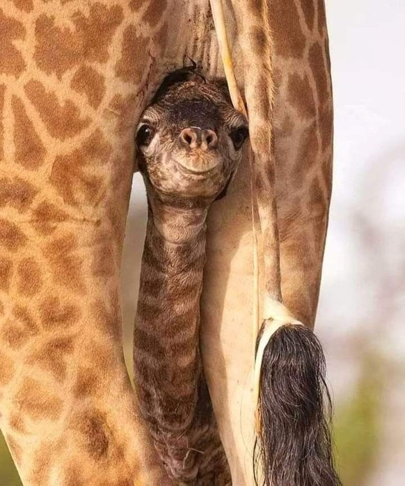 cute news tier giraffe

https://ch.pinterest.com/pin/1121888957184766716/