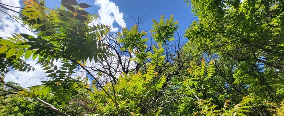 Kastanienwälder Tessin Kastaniensterben Götterbaum unter Kastanien