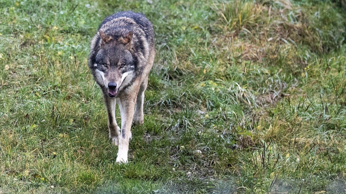 Mehrere Wolfsrisse im Berner Oberland – Alpwirtschaft besorgt