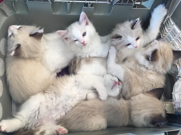 7 Berufe, die es im Home-Office schwer haben dürften\nWenn ein Tierpfleger die Arbeit mit nachhause nimmt.😂