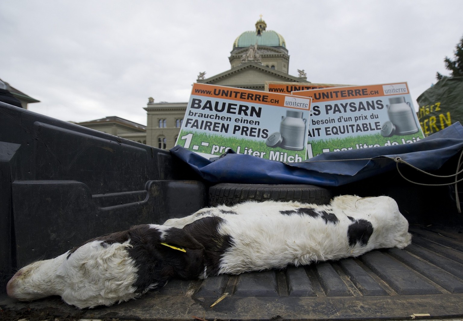 Die Schweizer Milch Landwirte demonstrieren am Freitag 9. Dezember auf dem Bundesplatz in Bern zusammen mit Uniterre gegen die &quot;Milch Mafia&quot;. Die Demonstranten setzten sich gegen die Industr ...