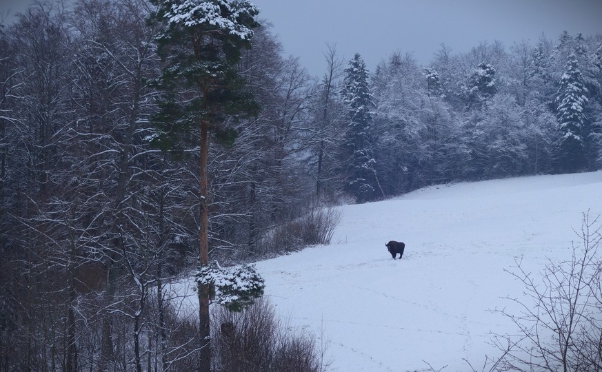 Wisente am 10. Januar 2023 vom Projekt Wisent Thal im Solothurner Jura