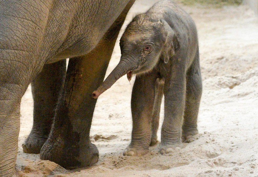 Cute News aus dem Zoo Zürich: Elefantendame Farha bringt ihr erstes Baby zur Welt