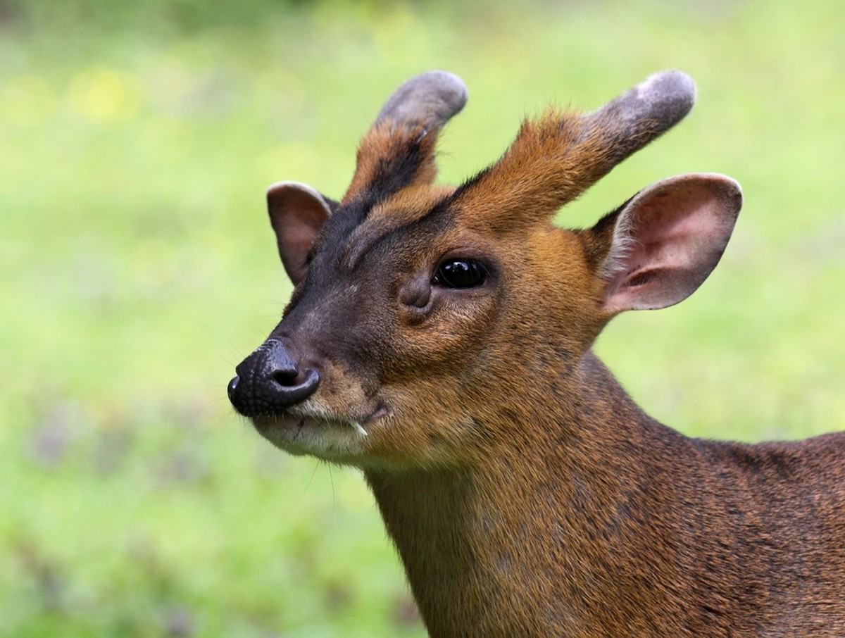 close-up of a chinese muntjac deer
muntjak
