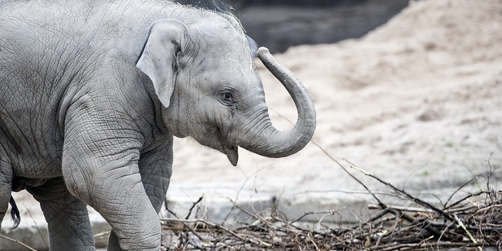 Der Zoo Zürich verliert innerhalb von knapp zwei Wochen zwei seiner Elefanten. Nach Elefantenbulle Umesh verstarb in der Nacht auf Montag auch seine Halbschwester Omysha - an einem für junge Elefanten ...