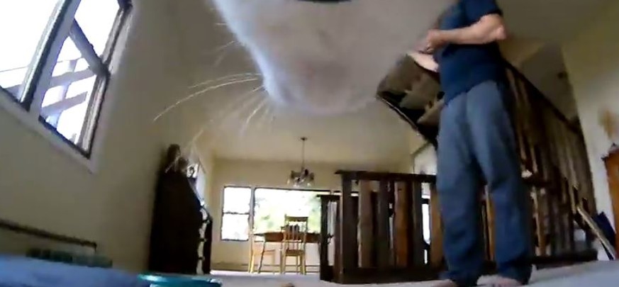 Das passiert, wenn man seiner Katze beim Spielen eine Kamera mitgibt