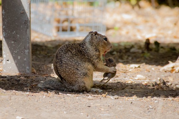 Squirrel Eichhörnchen jagen fleisch