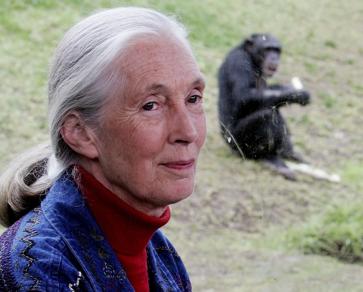 In this photo taken Friday, July 14, 2006, Primatologist Jane Goodall sits near a window where behind a chimpanzee eats in its enclosure at Sydney's Taronga Zoo. Jane Goodall, who turns 80 tin 20 ...