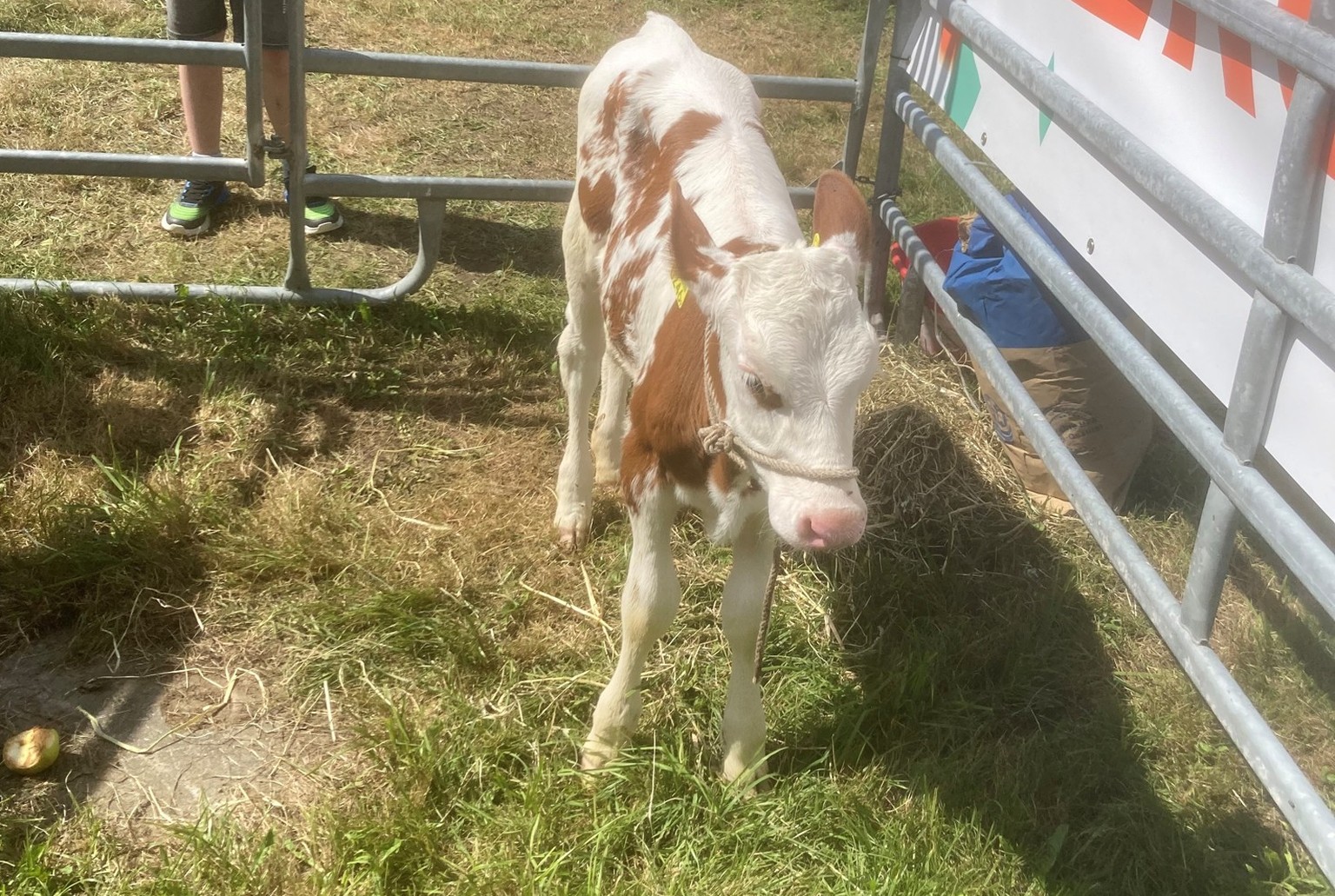 Bilder vom Eidgenössischen Schwingfest der Frauen auf dem Oberbühl.