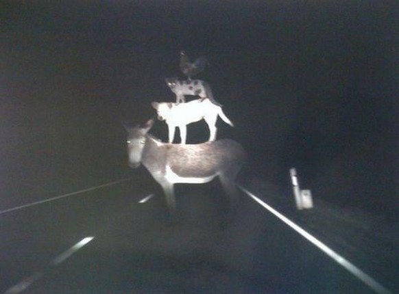 26 sГјsse Tierbilder вЂ“ und ja, viele davon sind Corgis рџҐ°\nNeulich nachts auf der Heimfahrt.
