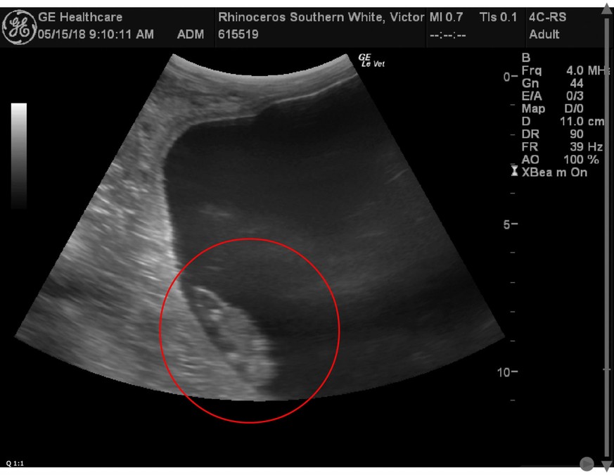 Dieses Ultraschallbild veröffentlichte San Diego Zoo Global im Internet.