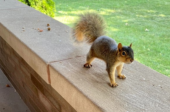 cute news animal tier eichhörnchen squirrel

https://www.reddit.com/r/squirrels/comments/vhofp6/help_hooman_im_melting/