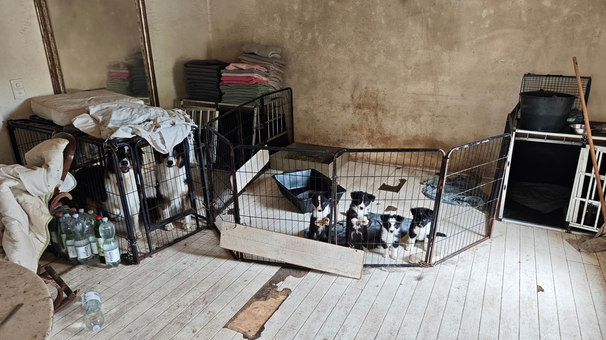 Les manquements constatés en matière de détention des chiens concernaient notamment un hébergement en cage non conforme, une reproduction incontrôlée, l'absence d'eau potable et une socialis ...
