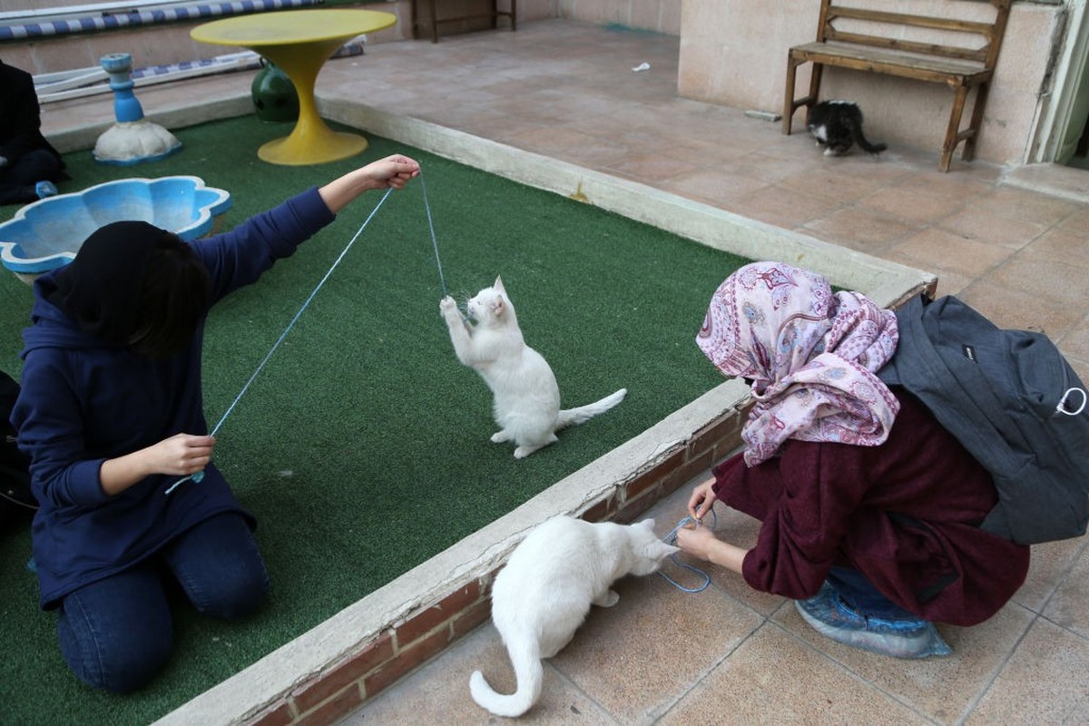 TEHRAN, IRAN FEBRUARY 16: Cat lovers play with cats in Cat Museum and Cafe in Tehran, Iran on February 16, 2022. Cat Museum and Cafe, opened in an old house in 2020, hosts 30 cats from types of short  ...
