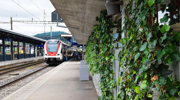 Kletterpflanzen sollen das Klima am Bahnhof Delémont/Delsberg im Jura verbessern.