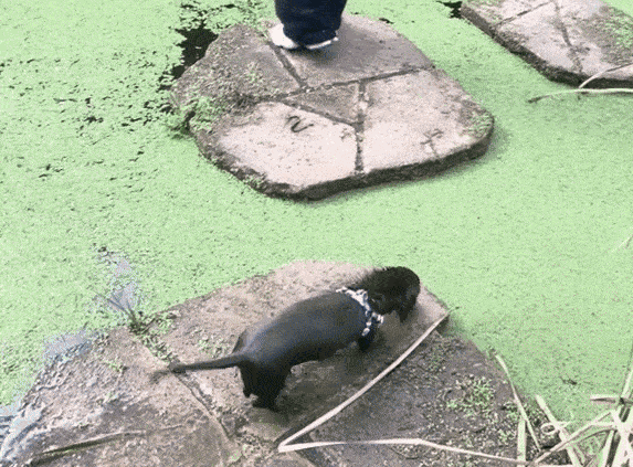 Animiertes GIF