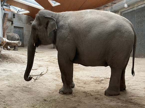 Farha während der Geburt im Kaeng Krachan Elefantenpark des Zoo Zürich.